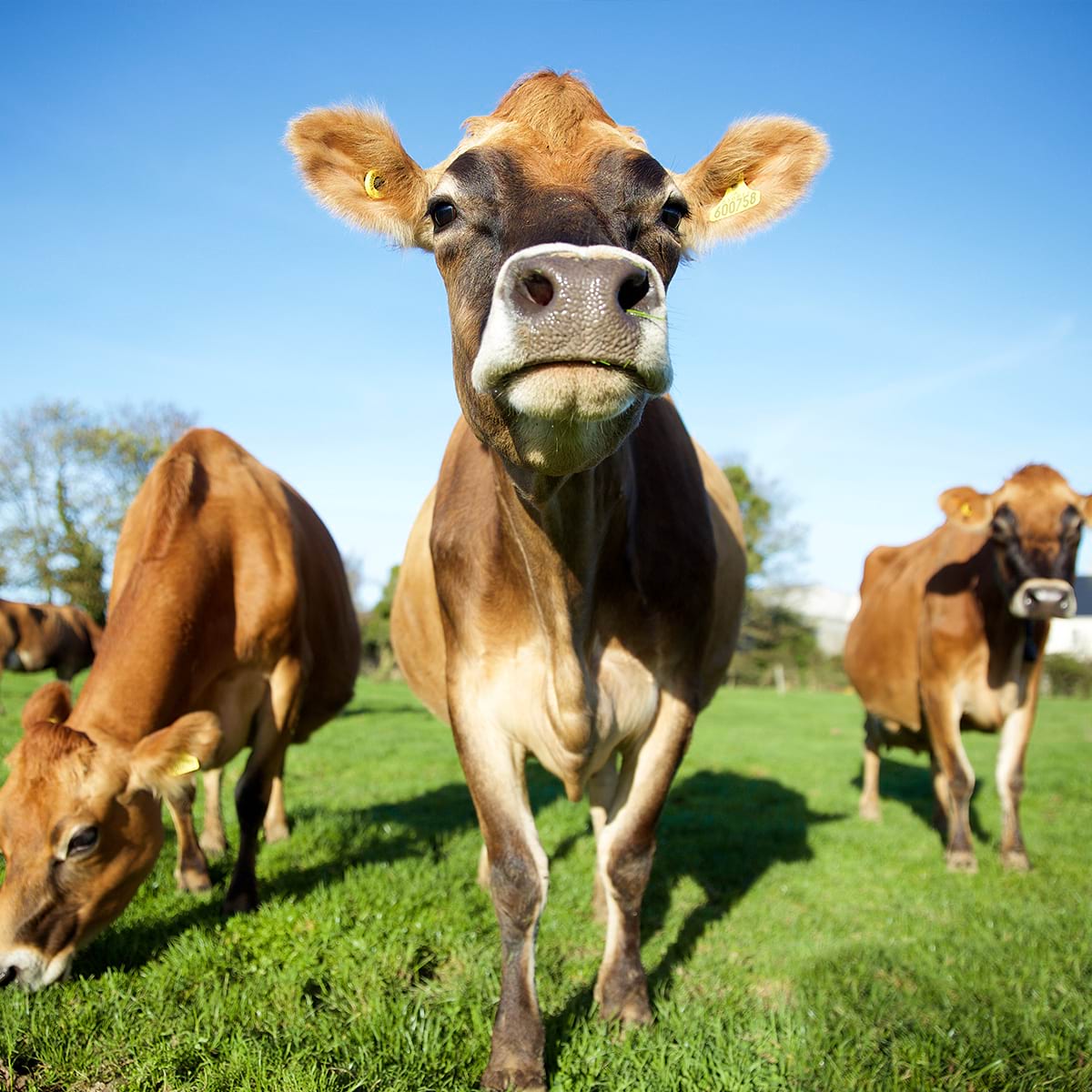 Jersey dairy cows milk make our soft mix