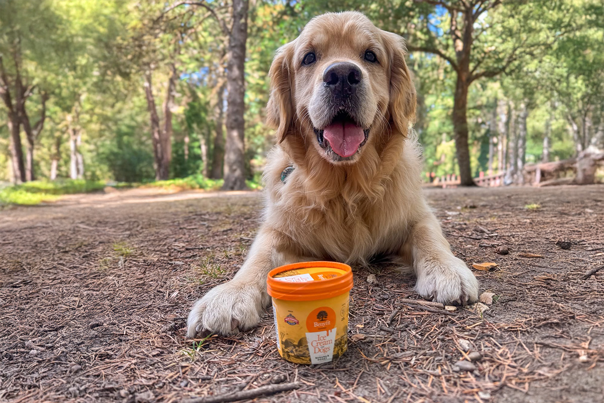 New Forest Ice Cream | Benyfit Natural - 3 Flavours | Dog Ice Cream